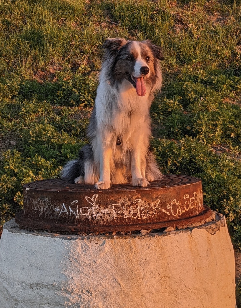 Border Collie